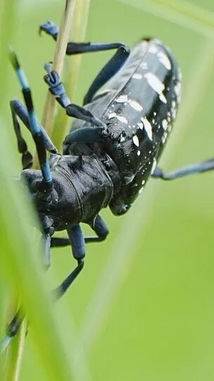 转载：这些天牛你能认出几种？99%的人都认不全