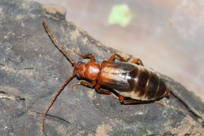 转载：这些天牛你能认出几种？99%的人都认不全