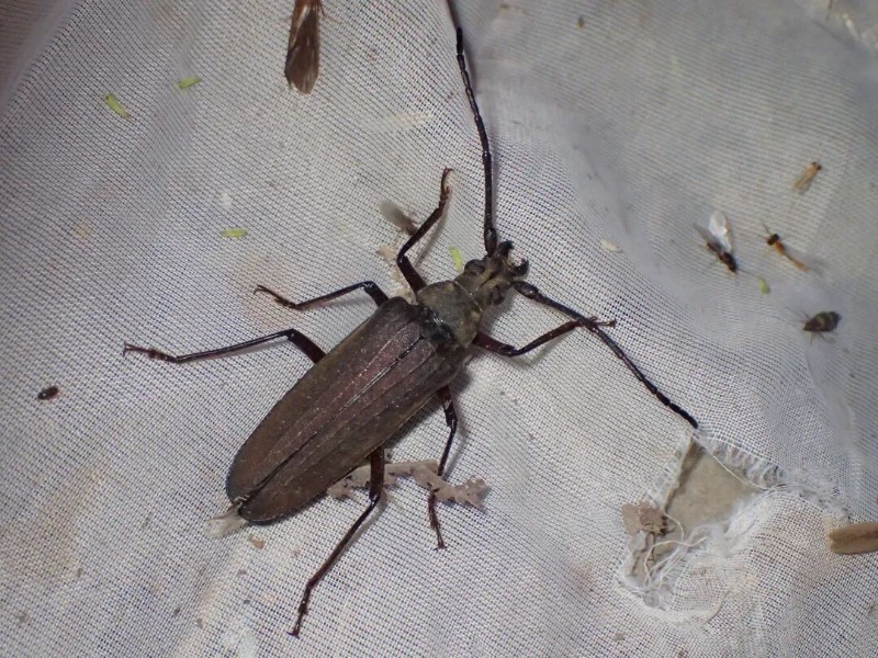 转载：这些天牛你能认出几种？99%的人都认不全