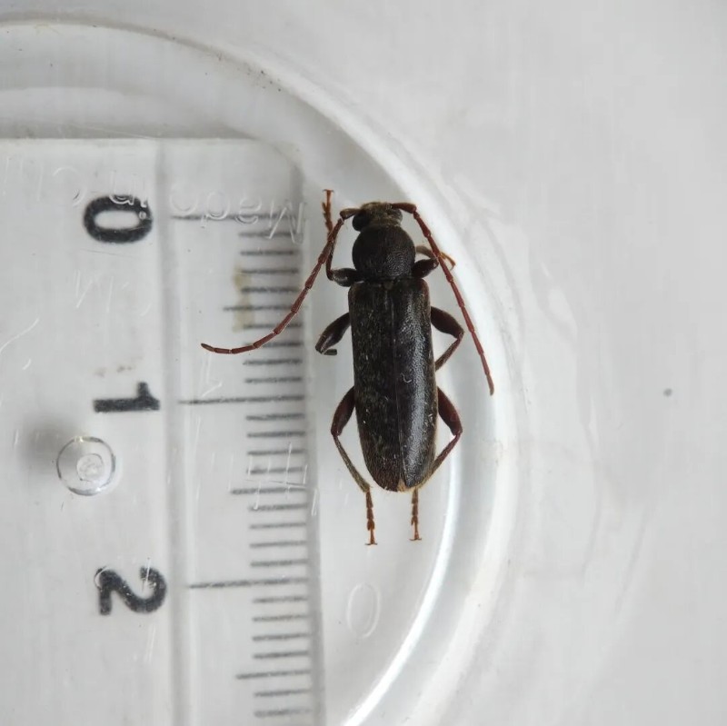 转载：这些天牛你能认出几种？99%的人都认不全