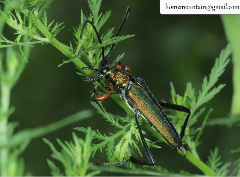 转载：这些天牛你能认出几种？99%的人都认不全