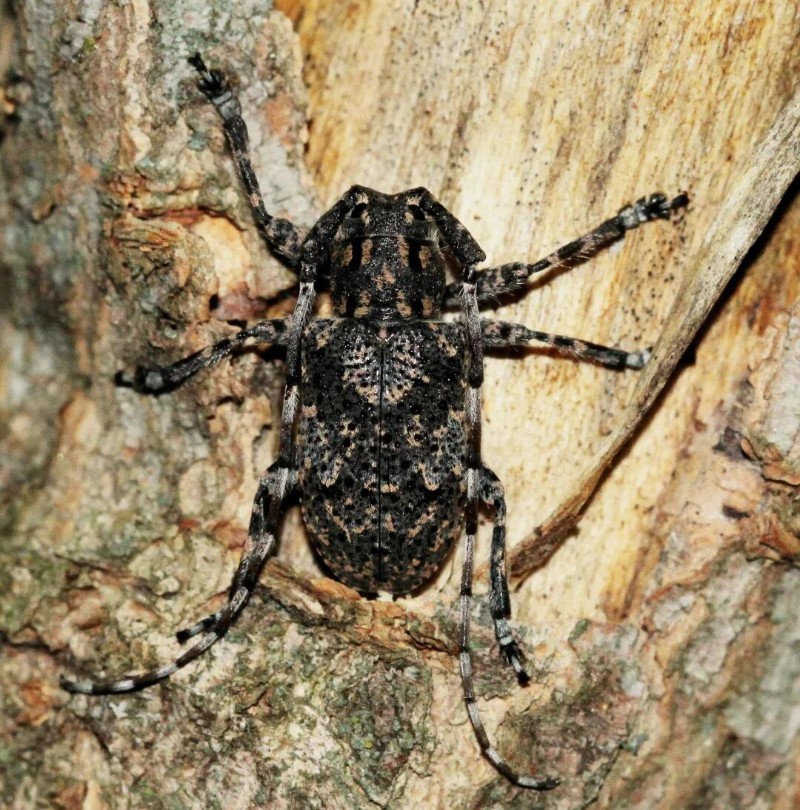 转载：这些天牛你能认出几种？99%的人都认不全