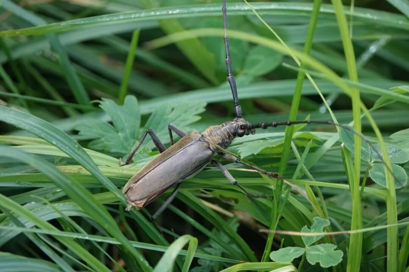转载：这些天牛你能认出几种？99%的人都认不全
