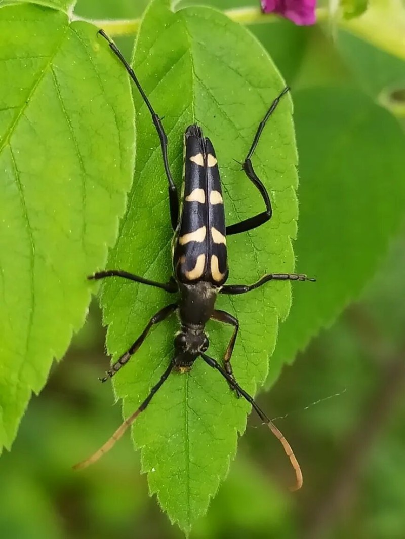 转载：这些天牛你能认出几种？99%的人都认不全