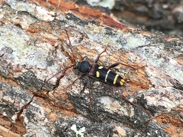 转载：这些天牛你能认出几种？99%的人都认不全