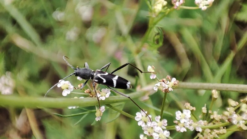 转载：这些天牛你能认出几种？99%的人都认不全