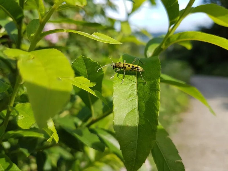 转载：这些天牛你能认出几种？99%的人都认不全