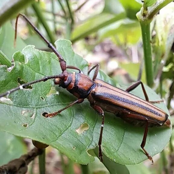 转载：这些天牛你能认出几种？99%的人都认不全