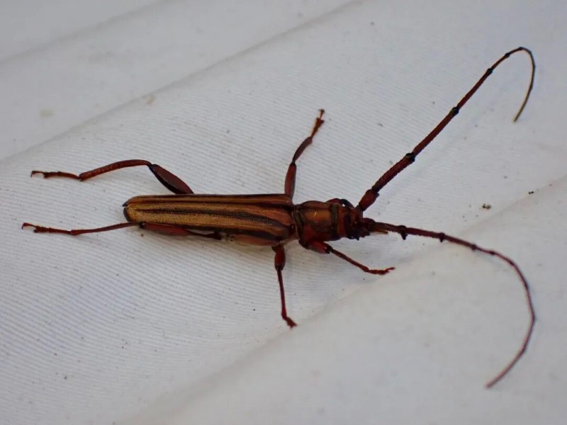 转载：这些天牛你能认出几种？99%的人都认不全