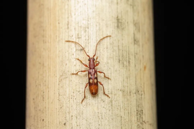 转载：这些天牛你能认出几种？99%的人都认不全