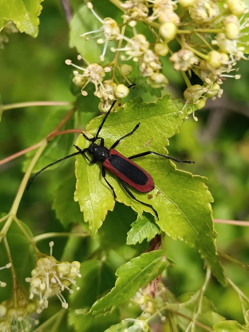 转载：这些天牛你能认出几种？99%的人都认不全
