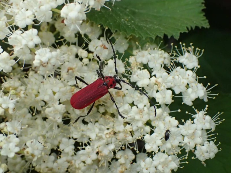 转载：这些天牛你能认出几种？99%的人都认不全