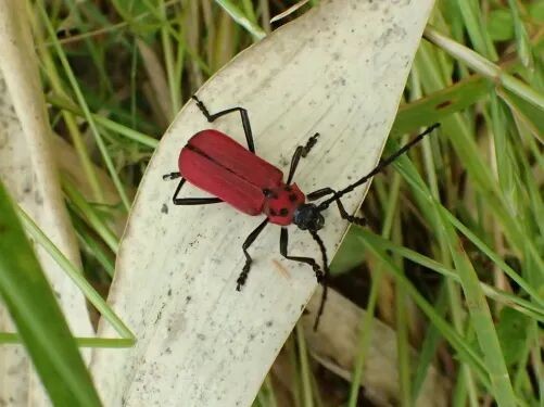 转载：这些天牛你能认出几种？99%的人都认不全