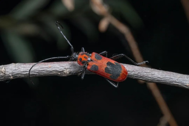 转载：这些天牛你能认出几种？99%的人都认不全