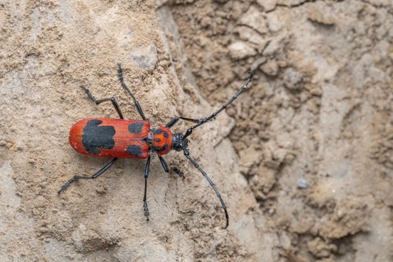 转载：这些天牛你能认出几种？99%的人都认不全