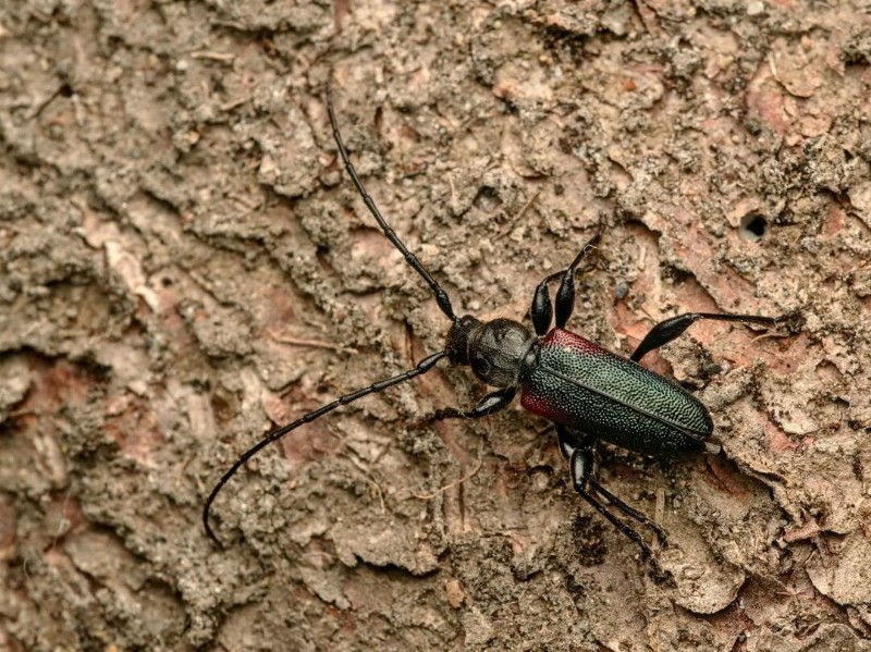 转载：这些天牛你能认出几种？99%的人都认不全