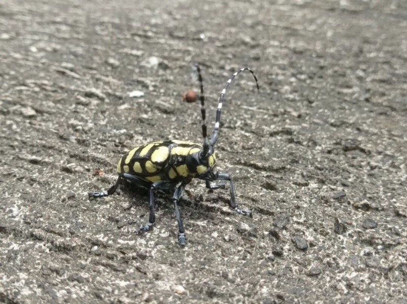 转载：这些天牛你能认出几种？99%的人都认不全