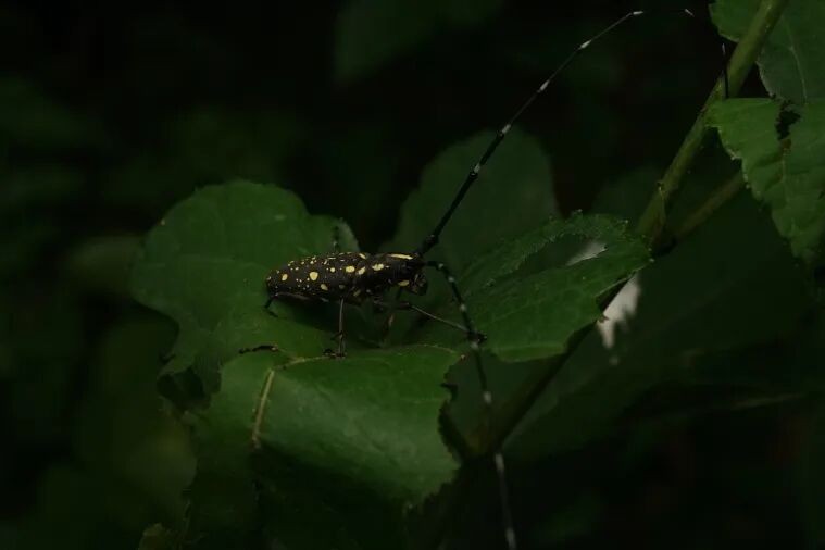 转载：这些天牛你能认出几种？99%的人都认不全