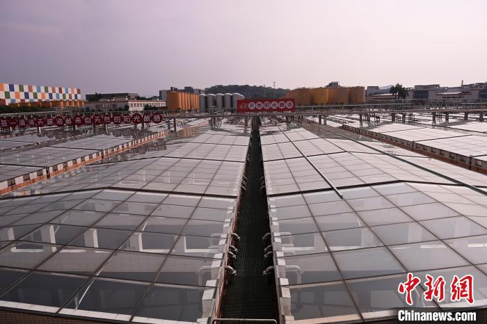 (高质量发展调研行)年产值超250亿元!“酱油一哥”海天的数智化“焕新”路