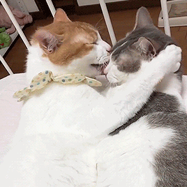 多猫家庭是什么体验?8年养猫人告诉你