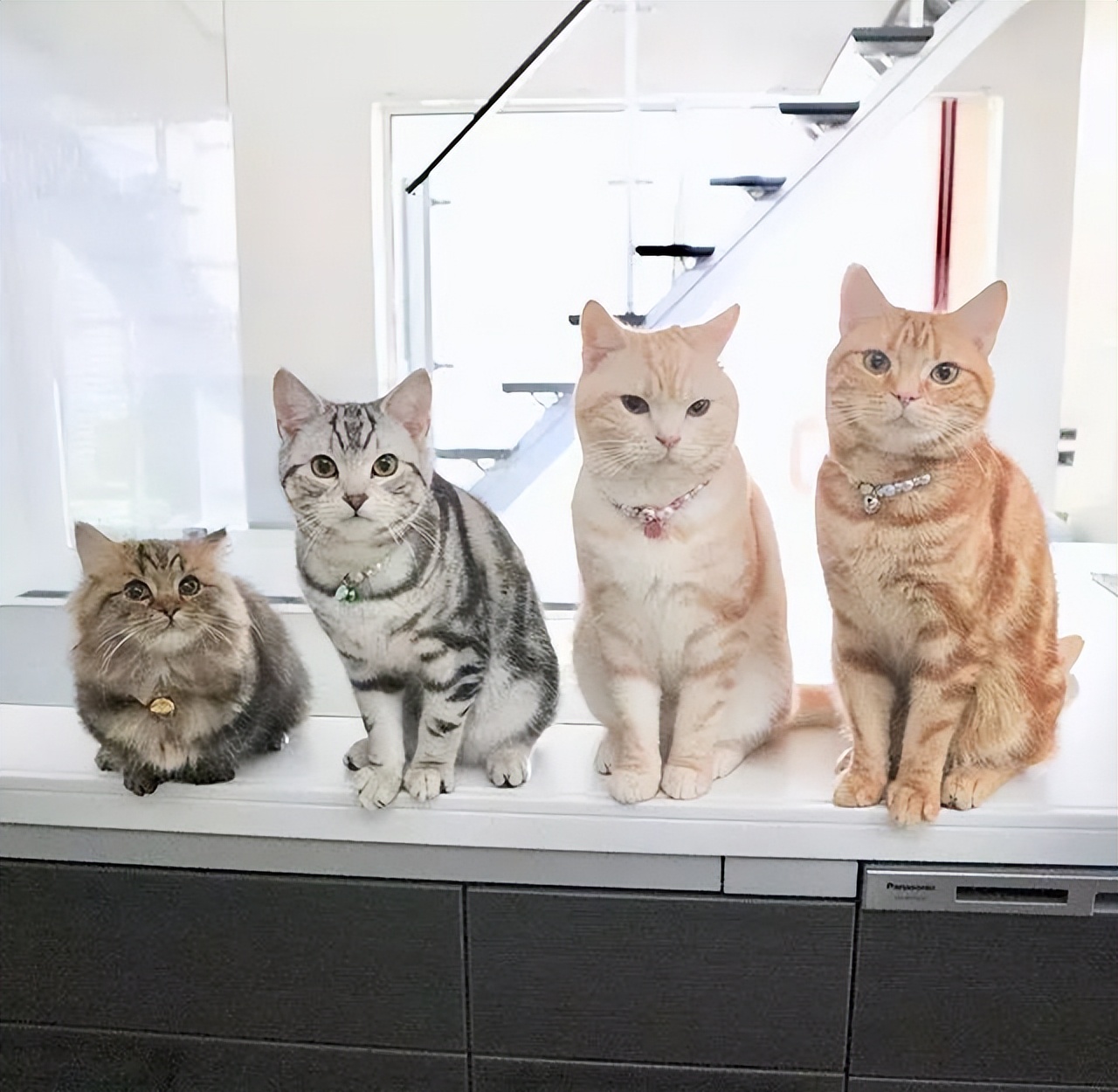 多猫家庭是什么体验?8年养猫人告诉你