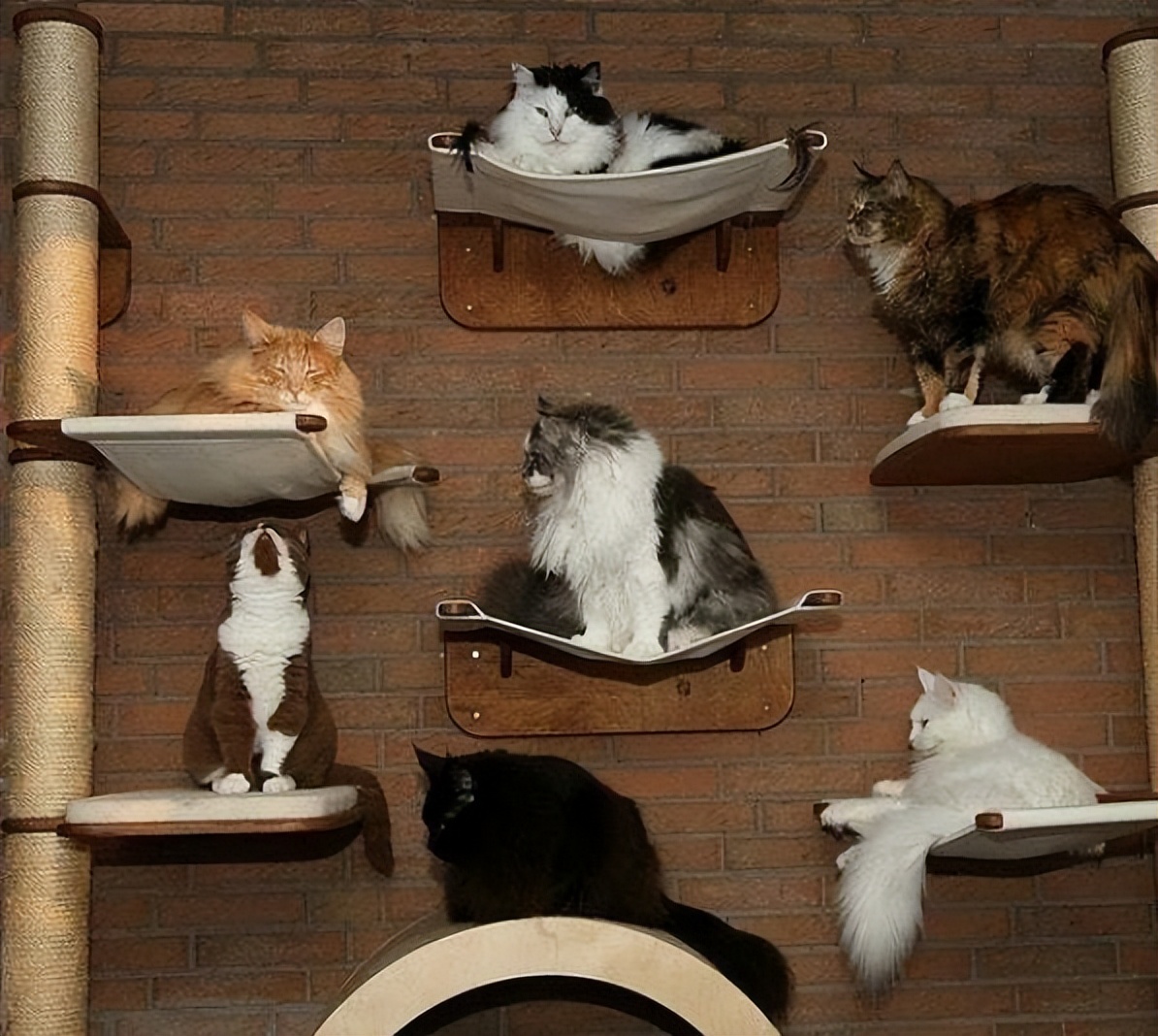 多猫家庭是什么体验?8年养猫人告诉你