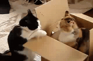 多猫家庭是什么体验?8年养猫人告诉你