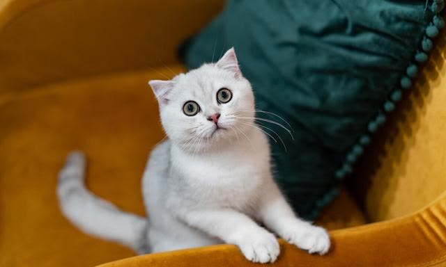 伴我同行:多猫家庭的快乐与挑战!