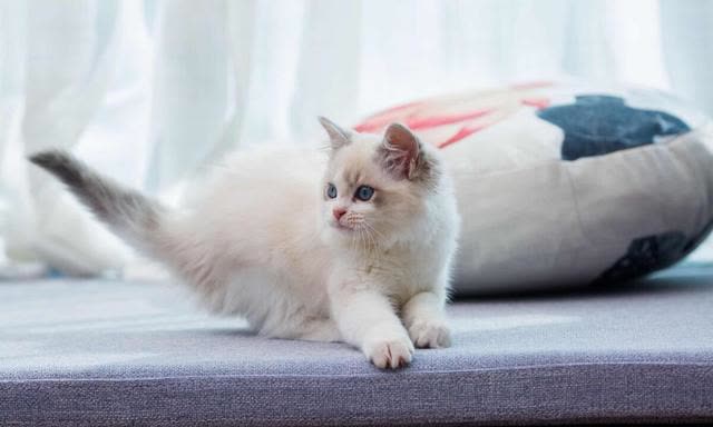 伴我同行:多猫家庭的快乐与挑战!