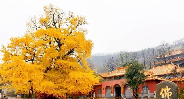 潍坊文旅杀出黑马不是诸城和高密,而是一向低调的安丘