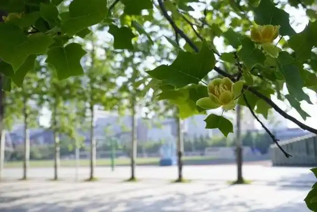 潍坊中学2021年高中招生简章