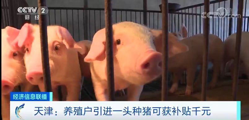 猪肉价格啥时候“稳住”？专家说了一个时间点