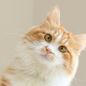 家庭遭受重大意外事件包括