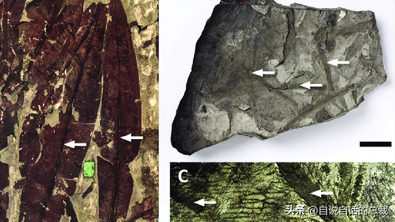 南极：地心人、血瀑布……随着今年科考深入南极却变得越来越神秘