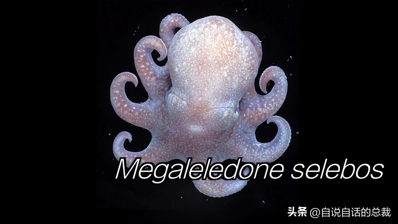 南极：地心人、血瀑布……随着今年科考深入南极却变得越来越神秘