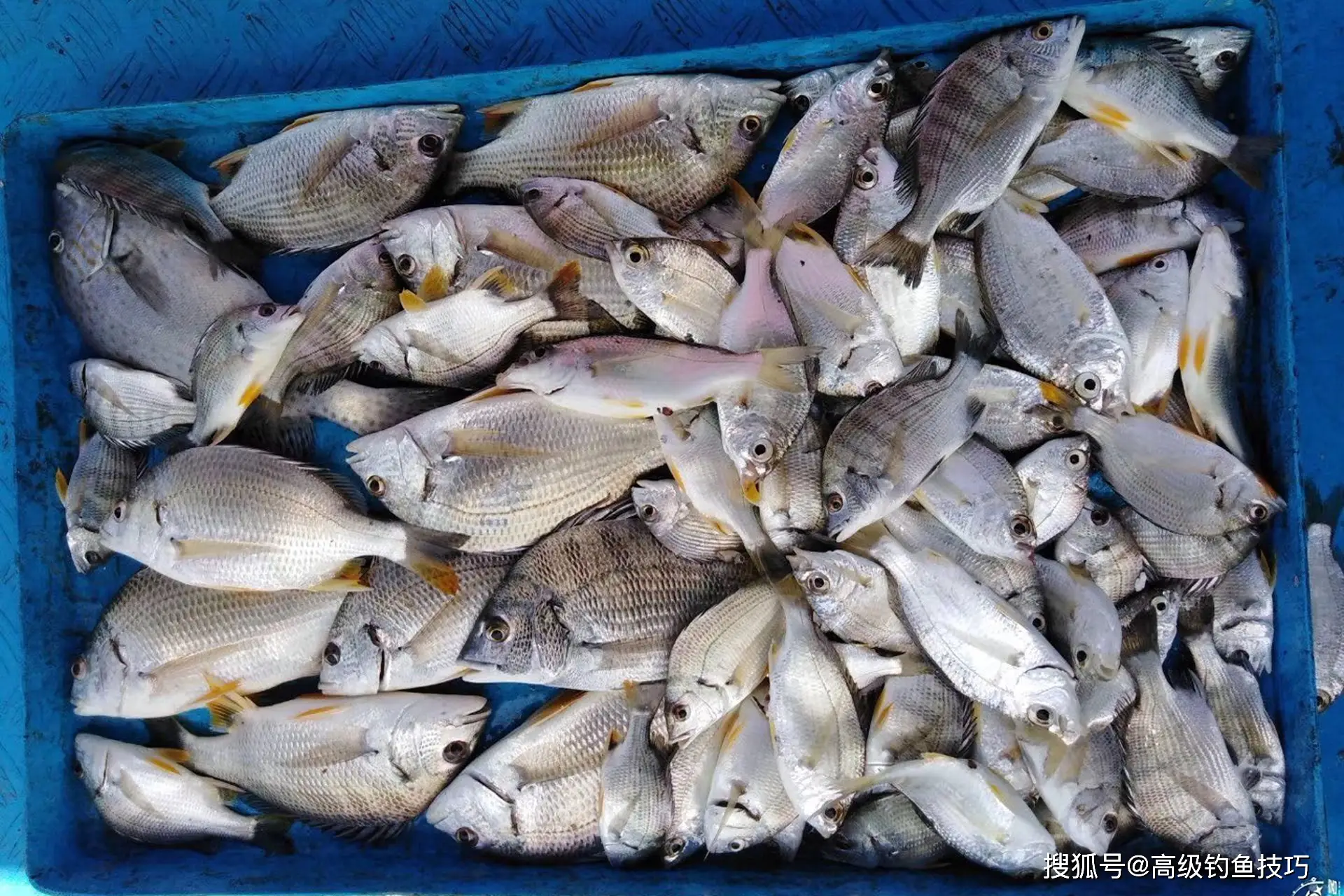 海钓技巧的4句口诀，简单实用钓鱼多