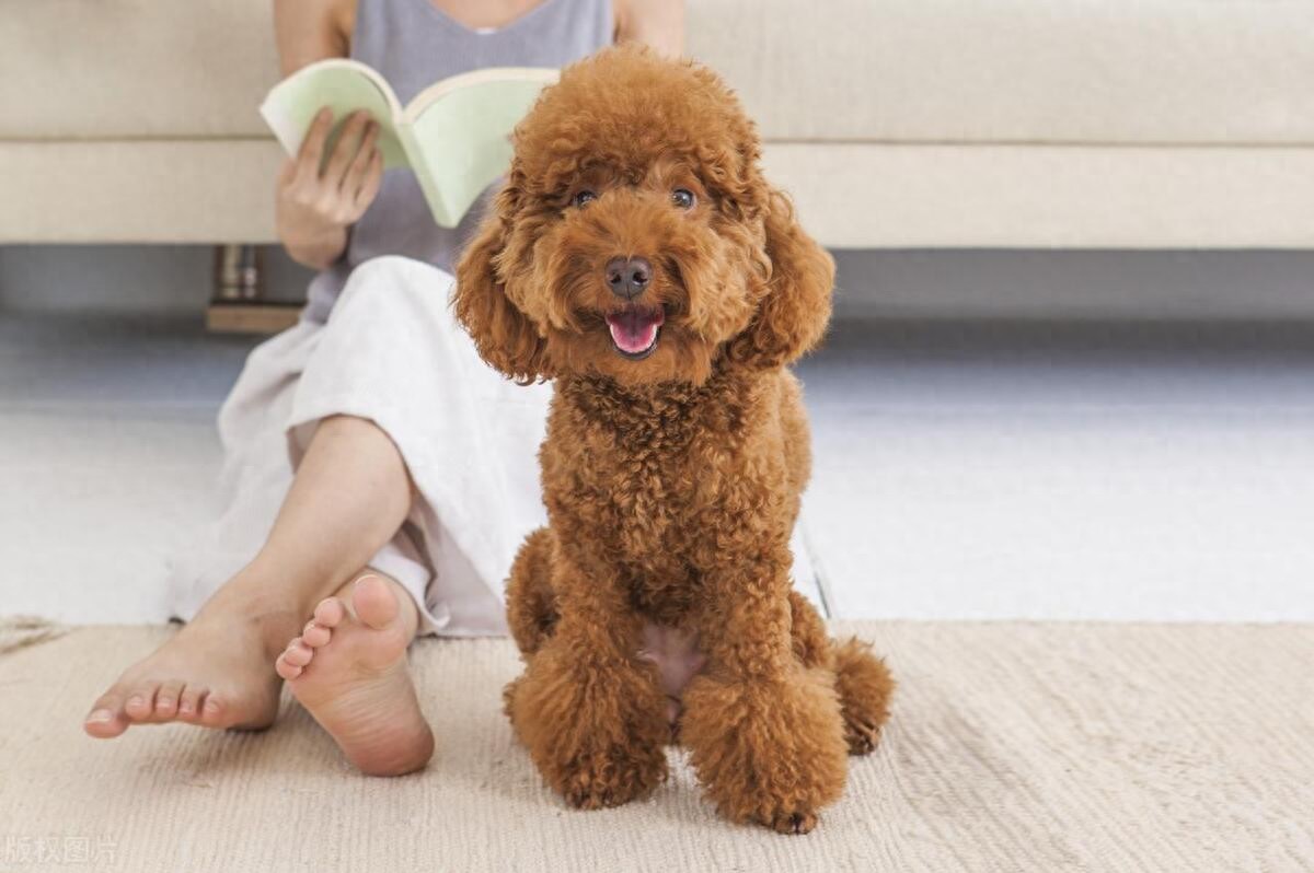 泰迪犬发情期如何判断？泰迪犬发情期那些你不知道的秘密！