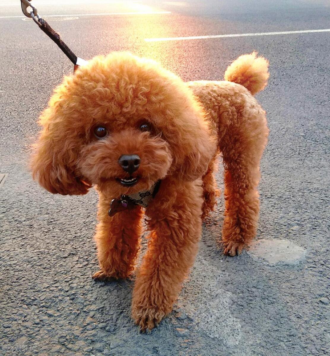 泰迪犬发情期如何判断？泰迪犬发情期那些你不知道的秘密！