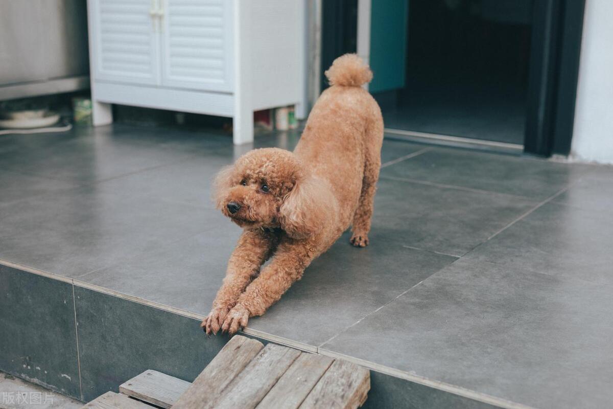 泰迪犬发情期如何判断？泰迪犬发情期那些你不知道的秘密！