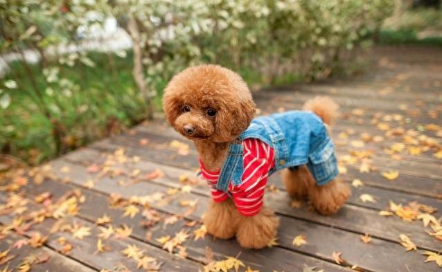 泰迪发情期有多久？3招帮它舒心，你选哪种？