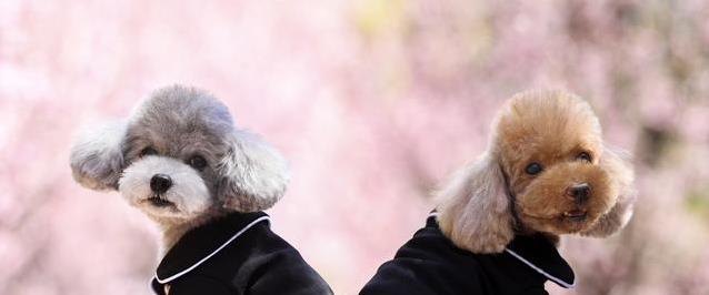 泰迪发情期有多久？3招帮它舒心，你选哪种？