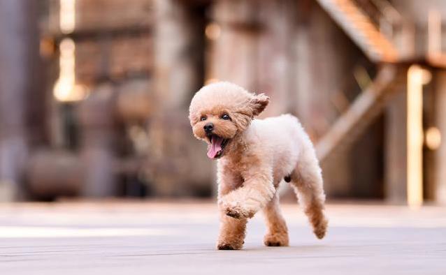 泰迪发情期有多久？3招帮它舒心，你选哪种？