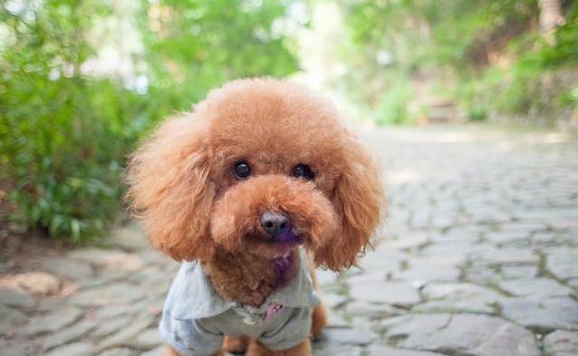 泰迪发情期有多久？3招帮它舒心，你选哪种？