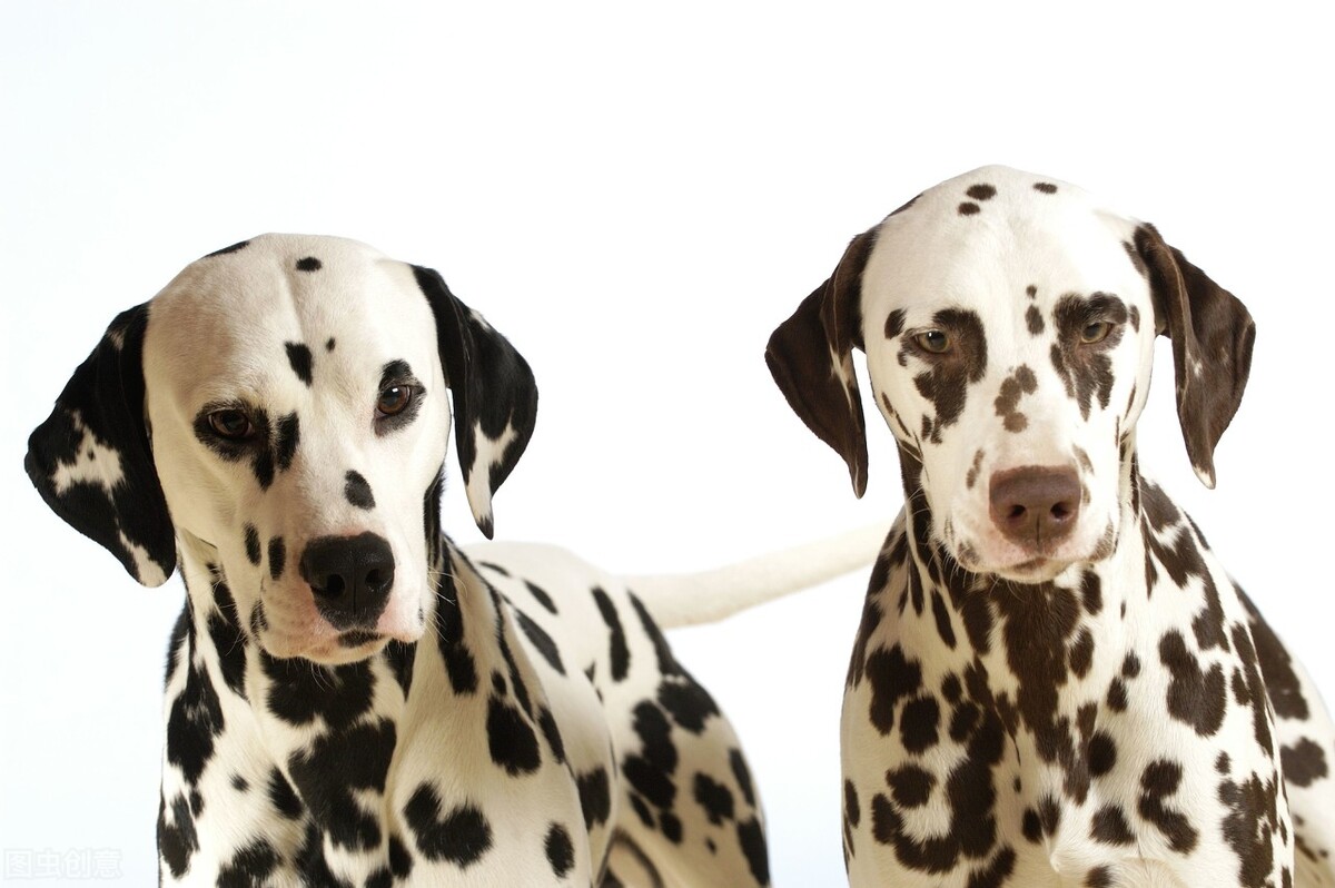 为什么狗会近亲繁殖，而人类却不能？科学的方式告诉你