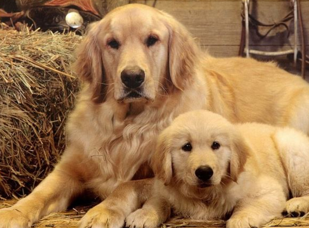 为什么狗会近亲繁殖，而人类却不能？科学的方式告诉你