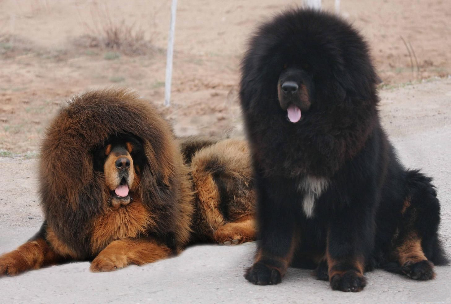 为什么狗会近亲繁殖，而人类却不能？科学的方式告诉你