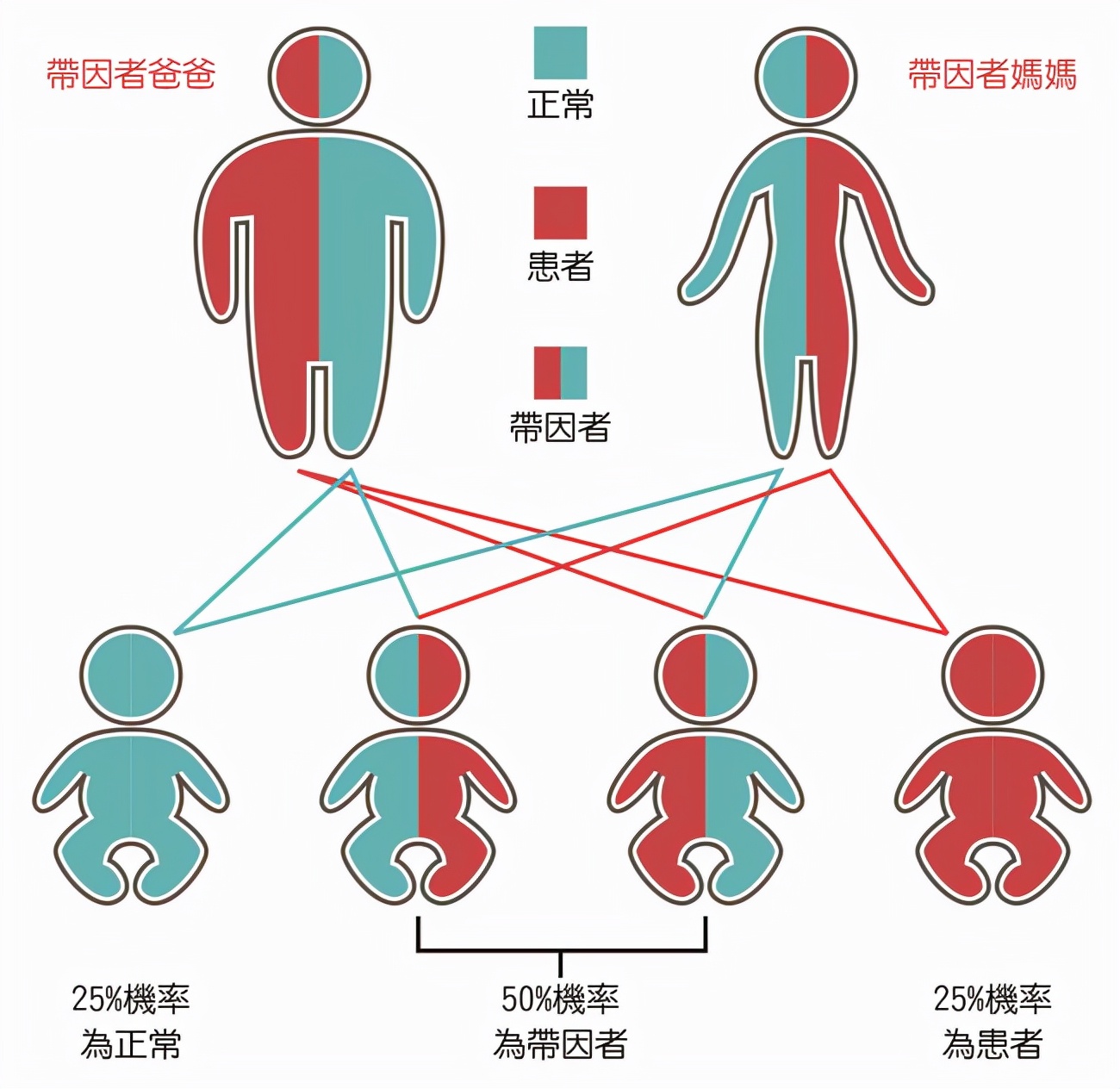 为什么狗会近亲繁殖，而人类却不能？科学的方式告诉你
