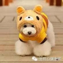 细谈“万骑王”泰迪——骑遍天下万物，一骑定乾坤！