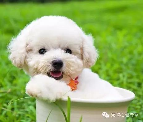 细谈“万骑王”泰迪——骑遍天下万物，一骑定乾坤！