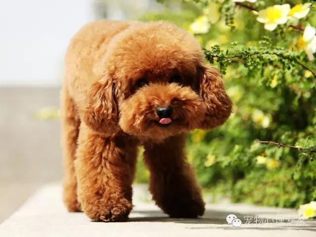 细谈“万骑王”泰迪——骑遍天下万物，一骑定乾坤！